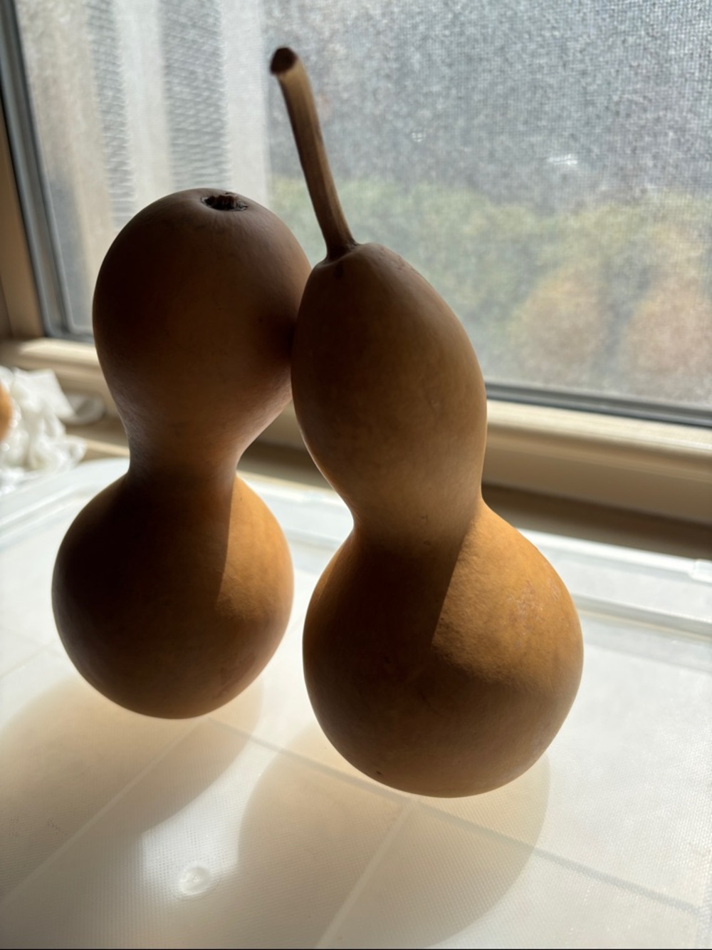 🟡6 Small To Medium Dried Gourds In Natural Brown - Picture 2 of 8